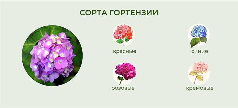 Hortensia Çiçeği Nasıl Çoğaltılır?