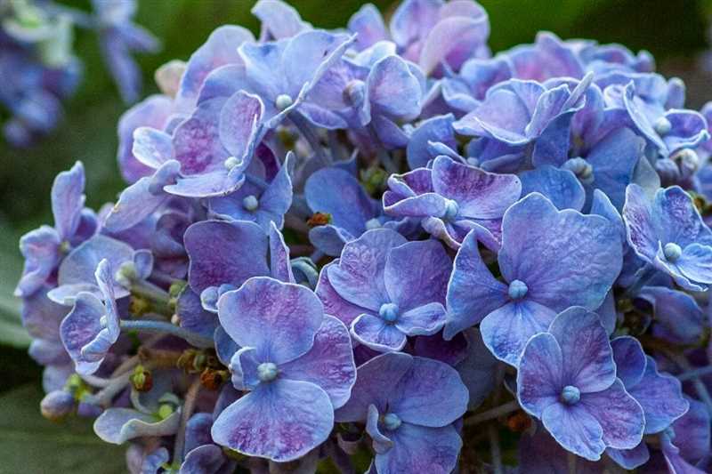 Hortensia Gübreleme İpuçları