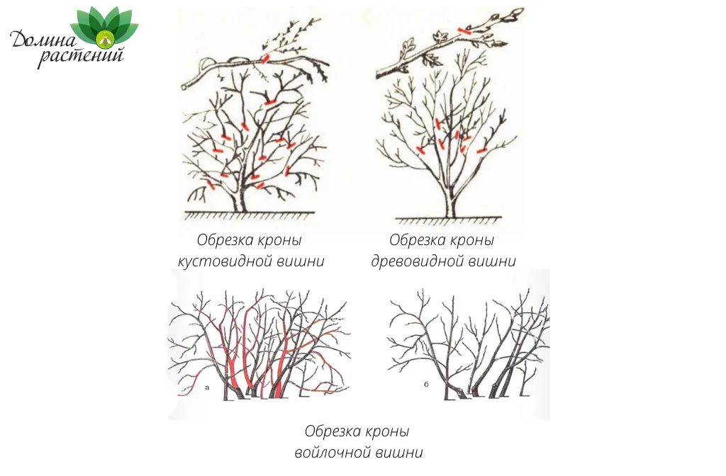 11. Vişne Ağacının Sulama İhtiyaçları