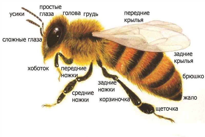 Arıların görsel özellikleri ve anatomisi