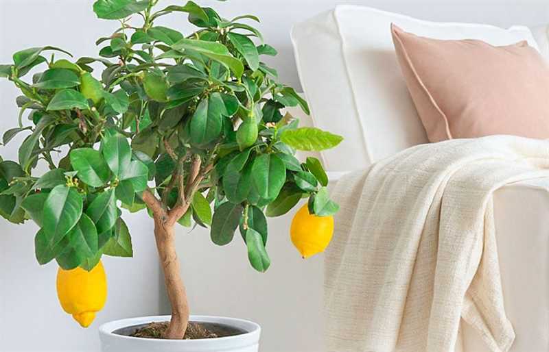  Limon ağacı hastalıkları ve zararlıları 