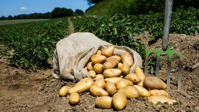 Patates saplarını çapalamak için ipuçları ve püf noktaları