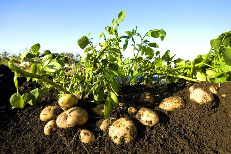 11. Patates Verimini Artırmak için İpuçları ve Püf Noktaları 