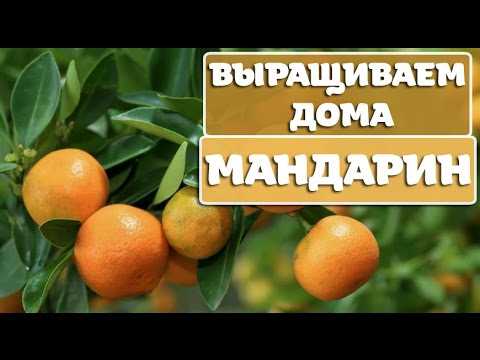 Mandarina Hastalıkları ve Zararlıları