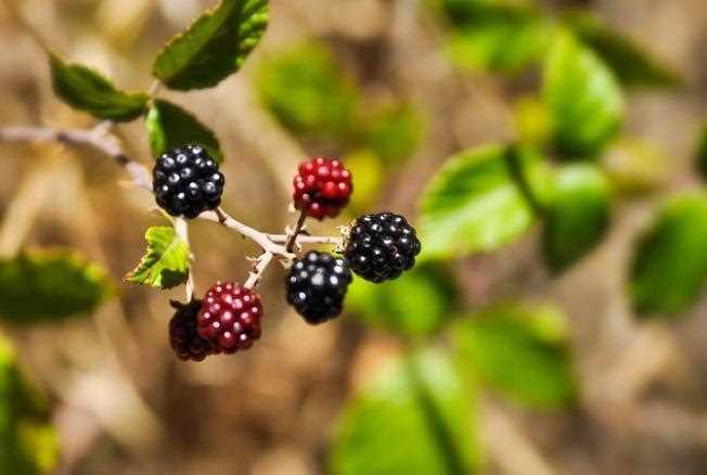 Bahçeden Ahşapberry Sökmek: Püf Noktaları