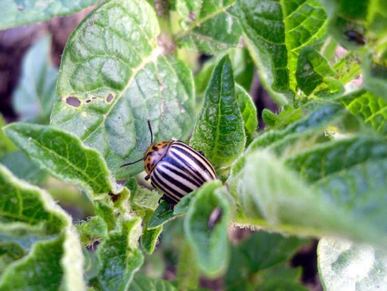 Nasıl Baklaçanları Colorado böceğinden koruruz: halk çareleriyle mi yoksa kimyasal maddelerle mi tedavi ederiz?
