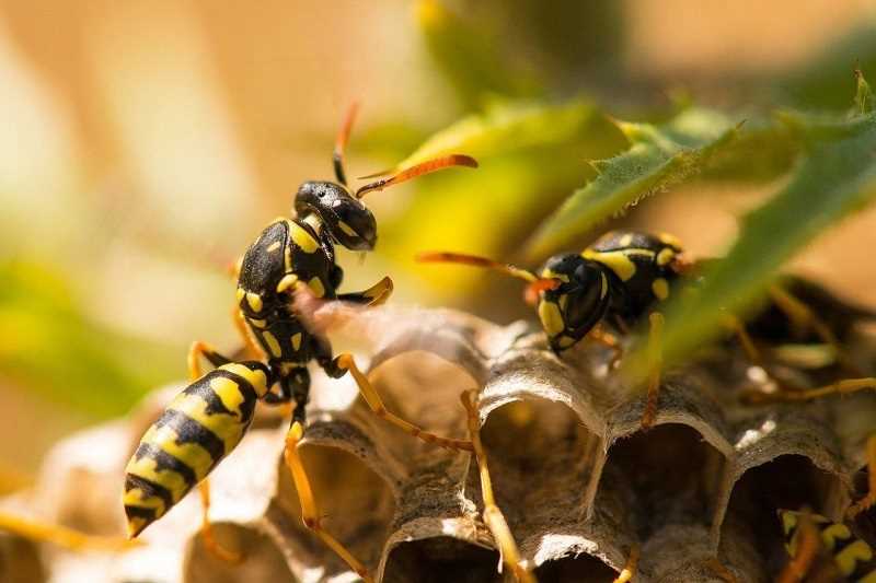 Arılar Lavanta Kokusuyla Korkutulur mu?