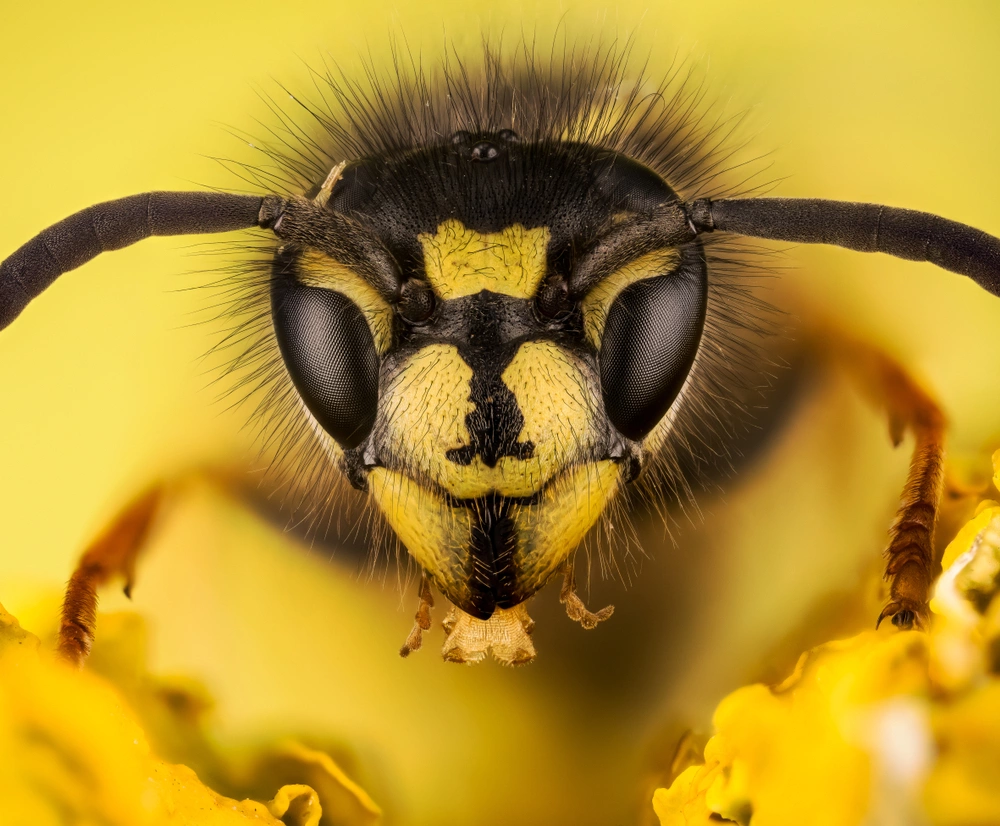 Arılar hangi kokuyla korkutulur?