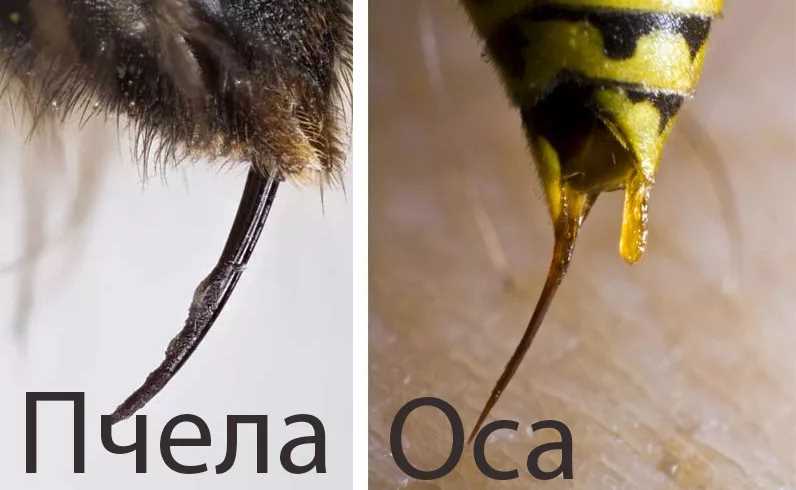 Kahverengi bir yaban arısı kaç kez sokabilr, bir arı iki kez sokabilir mi?
