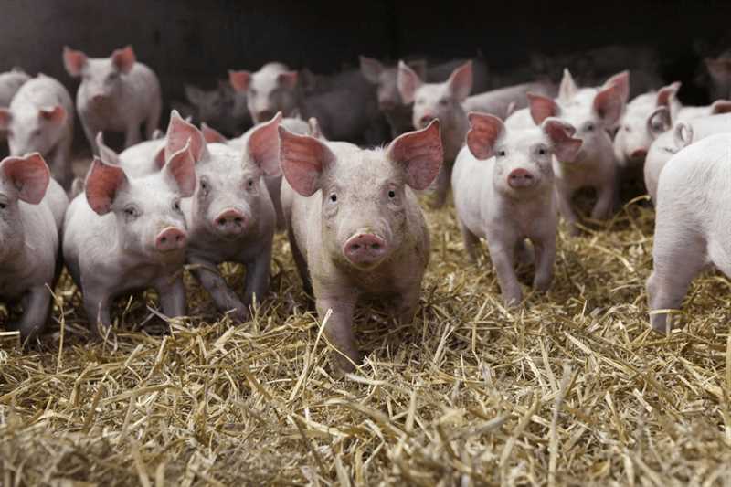 Porsuk ve domuzlar için faydalı otların toplanması ve saklanması