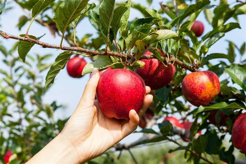 Elma ağaçlarını zararlardan korumanın yolları