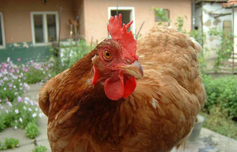 Yumurtlamayan tavuklar ne zaman yumurtlamaya başlar?