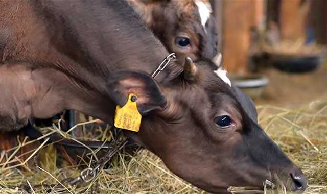 Süt Sığır Yemleme İçin Öneriler
