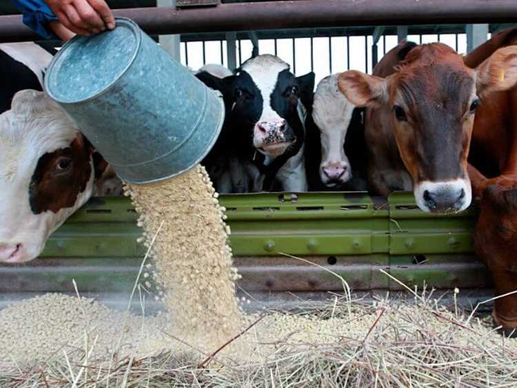 Süt Sığırlarının Beslenme İhtiyaçları