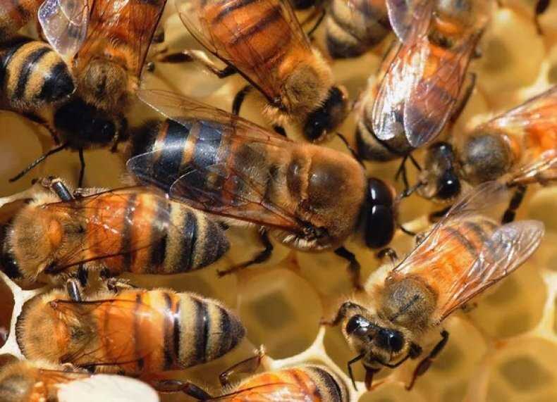 Erkek arılar ve onların rolleri