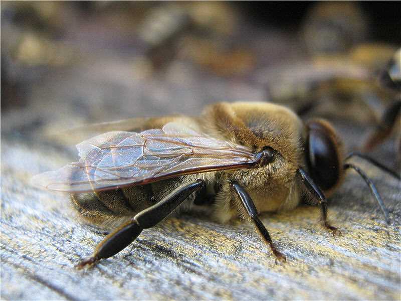 11. Erkek arıların Besin Kaynakları