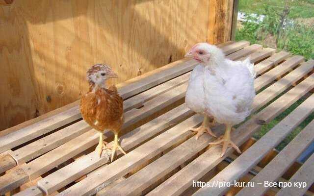 11. Farklı türlerin tavukları bir arada ne zaman ve nasıl beslemeliyiz?