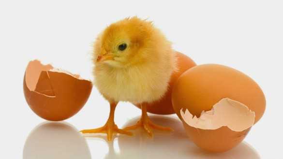 Yumurtaların Depolanması ve Paketlenmesi