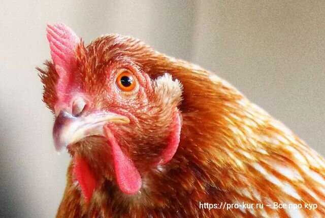 3. Genç Tavuk Yumurtaları İçin Antibiyotik Tedavisi