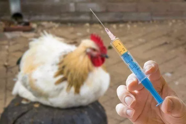 Geniş Spektrumlu Antibiyotikleri Kullanan Tavuk Çiftlikleri