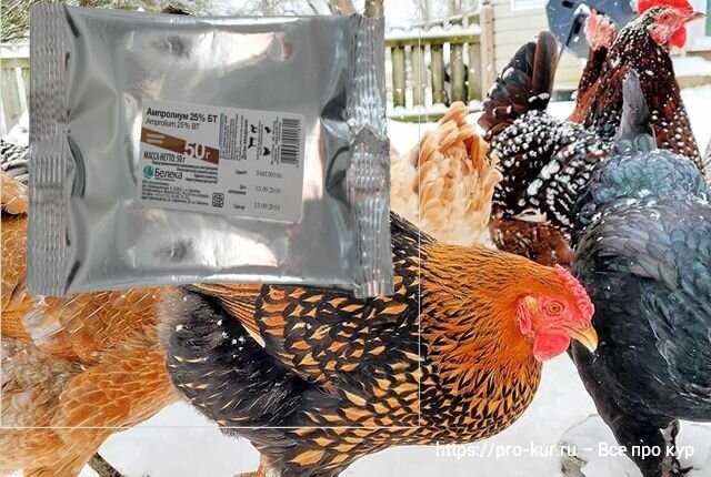 11. Yumurta Tavuklarındaki Antibiyotik Kullanımının Önlenmesi ve Alternatif Yaklaşımlar