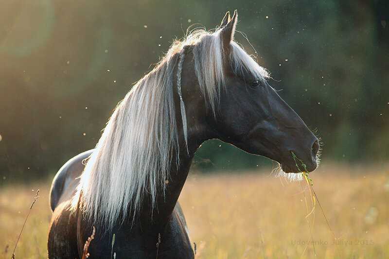Atlardın Yaşam Alanları: Doğal Ortamları ve Dağılım Alanları