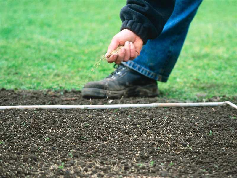 Çimlerin sonbaharda ekimi: avantajlar ve dikkat edilmesi gerekenler