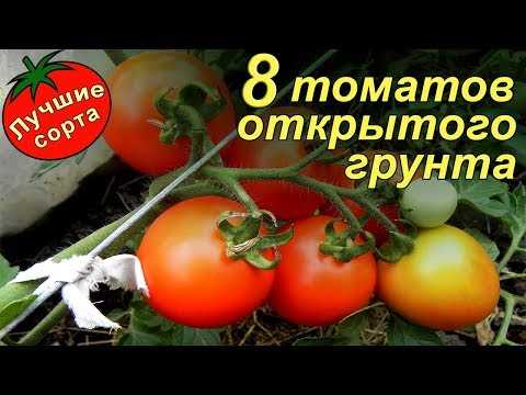 11. Bodur domates çeşitlerinin ekim zamanı ve tohum ekimi