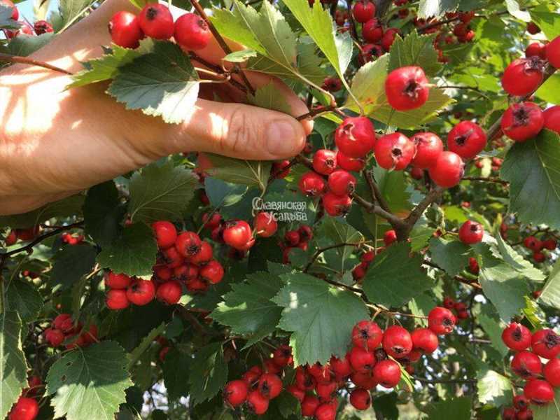 Leylandi Selvi Ağacı: Tanımı, Özellikleri ve Bakımı