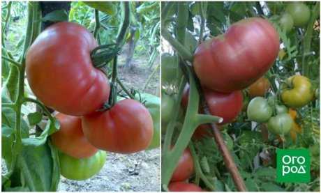 Polikarbonat serada yetiştirilebilen domates çeşitleri