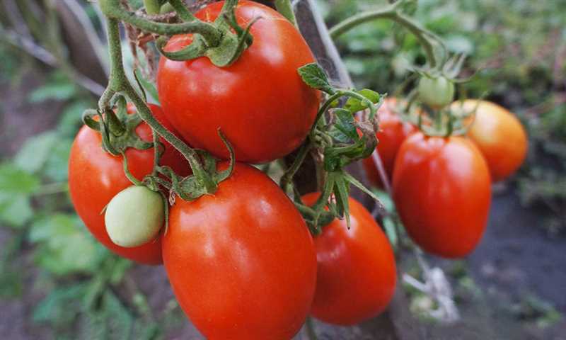 11. Şifa deposu olan domatesler