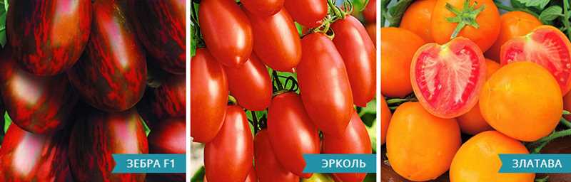11. Farklı türdeki domates çeşitleri