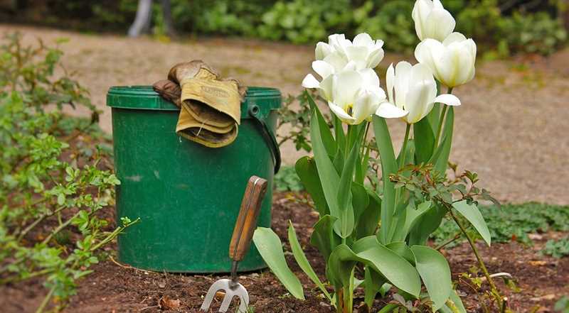 Tulip Soğanları Nasıl Kurutulur?