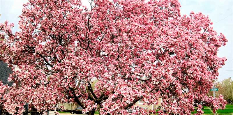 Magnolia Ağacının Çiçeklerinin Görünümü