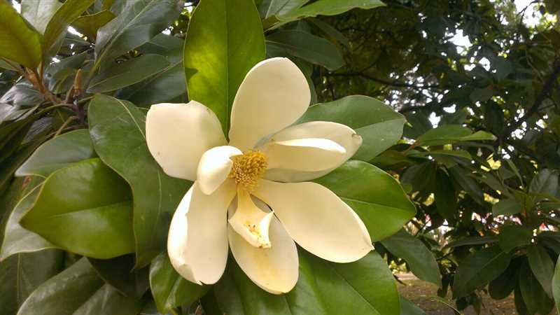 Magnolia Ağacının Çiçeklenme Süresi