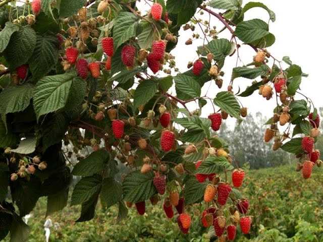 Raspberry Ağacının Krepiş Çeşitleri