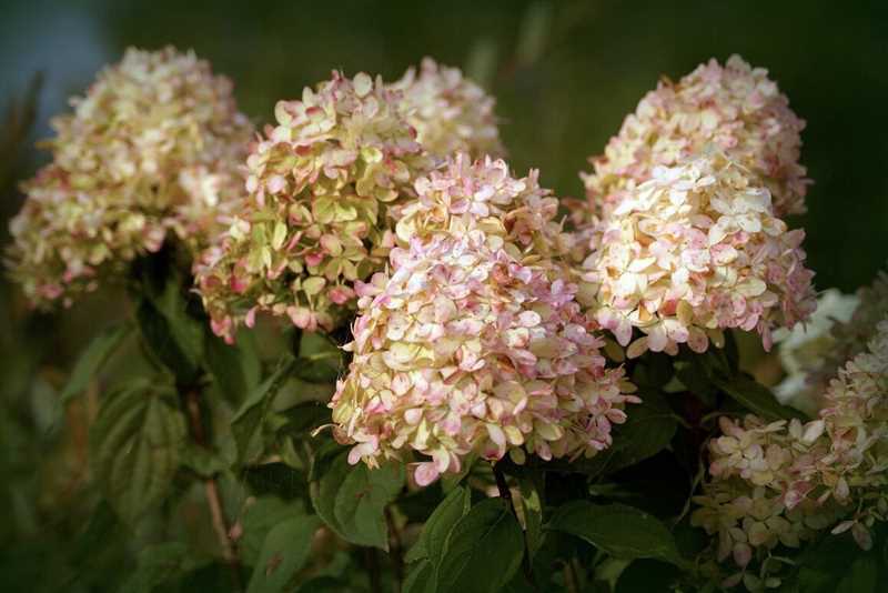Hortensia Bitkisinin Görünümüne Küçük Çiçeklerin Etkisi