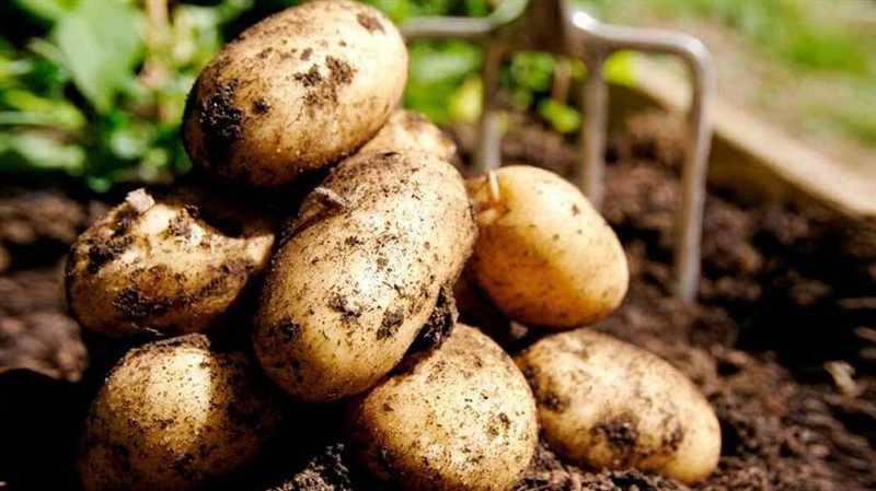 6. Patates Gübreleme ve Toprak İyileştirme