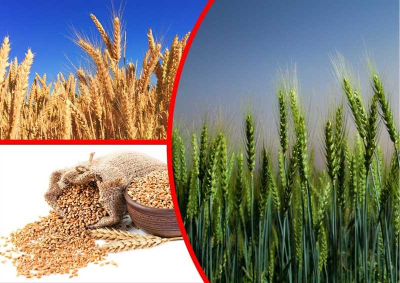 Avena ve buğday tohumları ile sürdürülebilir tarımın avantajları