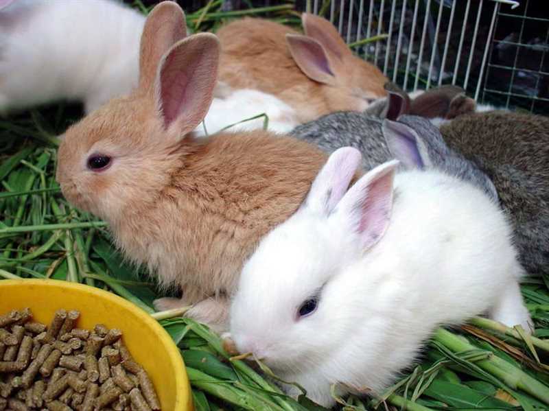 Tavşanlar İçin İdeal Tahıllar Hangileridir?
