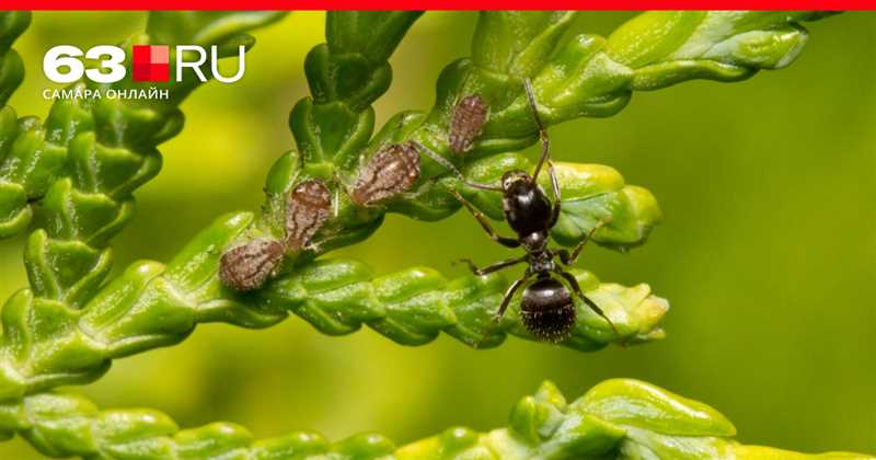 11. Karıncaların doğal düşmanları ve onları seradan uzak tutma yöntemleri