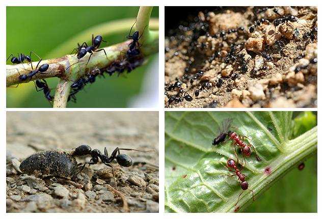 Doğal Yollarla Karıncaları Sera'dan Uzak Tutma