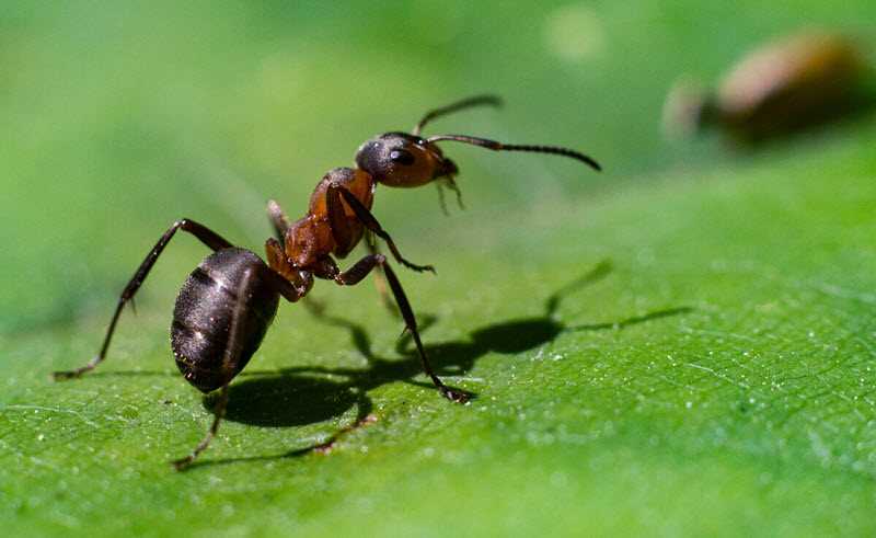 Açık alanda salatalık yetiştirme — Karıncalara nasıl müdahale edebilir, nasıl kontrol edebilir ve nasıl tedavi edebilirsiniz?