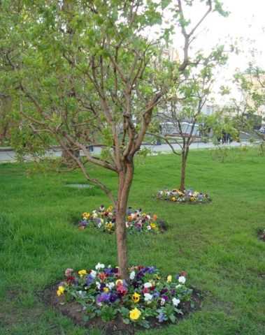 Abrikos Ağacında Çiçek Açmama Sorunu