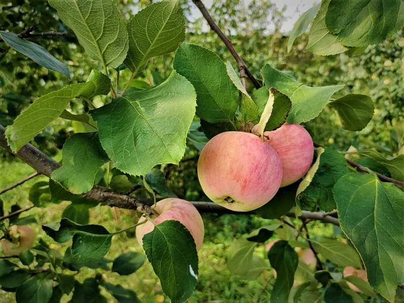 Elma ağacı dikildikten sonra kaç yıl meyve verir?