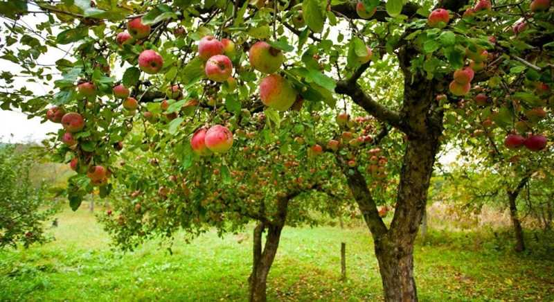 Elma ağacı niçin çiçek açar ama meyve vermez?