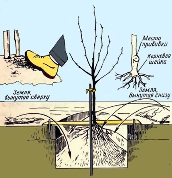  11. Elma ağaçları nasıl budanır ve bakım yapılır? 