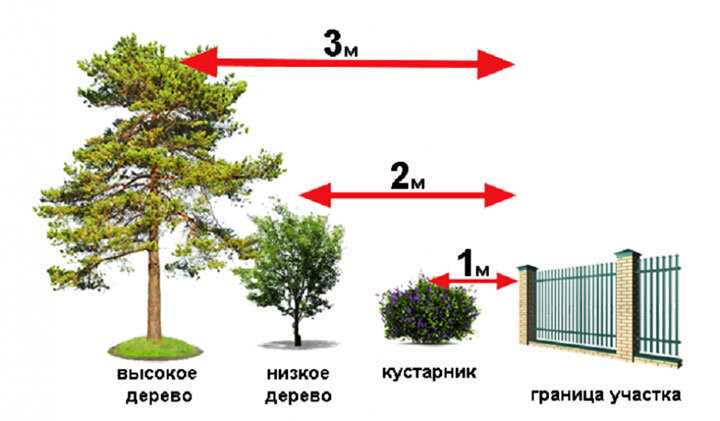6. Ağaçların çit mesafesi ve ağaç büyüklüğü ilişkisi