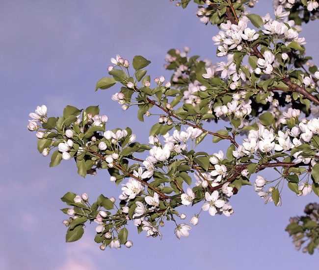 Elma ağacının çiçeklerinin bakımı ve beslenmesi
