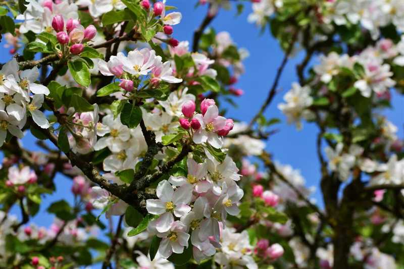 11. İki yaşındaki elma ağacının çiçek açması için öneriler